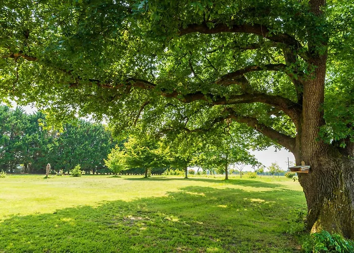 Chene Mauleon-D'armagnac